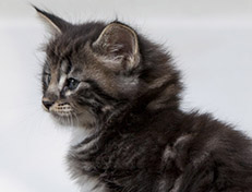 Wildfee's Norwegische Waldkatzen Wildfee's Wesley - 6 Wochen alt