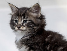 Wildfee's Norwegische Waldkatzen Wildfee's Wesley - 6 Wochen alt