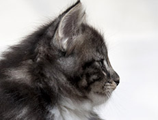 Wildfee's Norwegische Waldkatzen Wildfee's Wesley - 6 Wochen alt