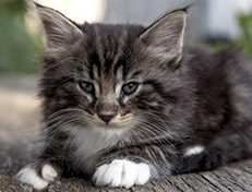 Wildfee's Norwegische Waldkatzen Wildfee's Wesley - 6 Wochen alt