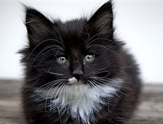 Wildfee's Norwegische Waldkatzen Wildfee's Warhol - 7 Wochen alt