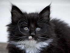 Wildfee's Norwegische Waldkatzen Wildfee's Warhol - 7 Wochen alt