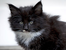 Wildfee's Norwegische Waldkatzen Wildfee's Warhol - 7 Wochen alt