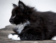 Wildfee's Norwegische Waldkatzen Wildfee's Warhol - 7 Wochen alt