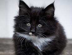 Wildfee's Norwegische Waldkatzen Wildfee's Warhol - 7 Wochen alt