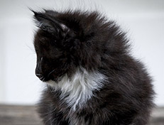 Wildfee's Norwegische Waldkatzen Wildfee's Warhol - 7 Wochen alt