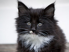 Wildfee's Norwegische Waldkatzen Wildfee's Warhol - 7 Wochen alt