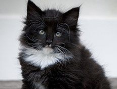 Wildfee's Norwegische Waldkatzen Wildfee's Warin - 7 Wochen alt