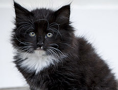 Wildfee's Norwegische Waldkatzen Wildfee's Warin - 7 Wochen alt