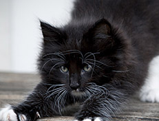 Wildfee's Norwegische Waldkatzen Wildfee's Warin - 7 Wochen alt