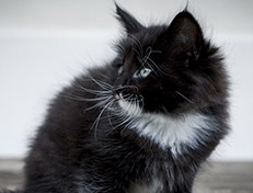 Wildfee's Norwegische Waldkatzen Wildfee's Warin - 7 Wochen alt