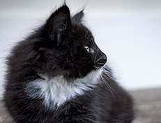 Wildfee's Norwegische Waldkatzen Wildfee's Warin - 7 Wochen alt