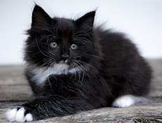 Wildfee's Norwegische Waldkatzen Wildfee's Warin - 7 Wochen alt