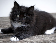 Wildfee's Norwegische Waldkatzen Wildfee's Warin - 7 Wochen alt