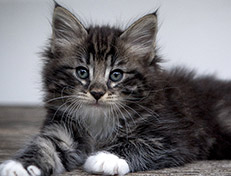 Wildfee's Norwegische Waldkatzen Wildfee's Wesley - 7 Wochen alt