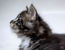 Wildfee's Norwegische Waldkatzen Wildfee's Wesley - 7 Wochen alt