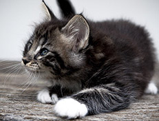 Wildfee's Norwegische Waldkatzen Wildfee's Wesley - 7 Wochen alt