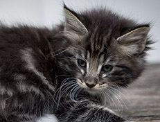 Wildfee's Norwegische Waldkatzen Wildfee's Wesley - 7 Wochen alt