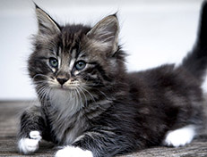 Wildfee's Norwegische Waldkatzen Wildfee's Wesley - 7 Wochen alt