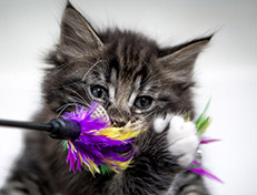 Wildfee's Norwegische Waldkatzen Wildfee's Wesley - 7 Wochen alt