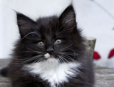 Wildfee's Norwegische Waldkatzen Wildfee's Warhol - 8 Wochen alt