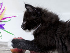 Wildfee's Norwegische Waldkatzen Wildfee's Warhol - 8 Wochen alt