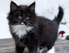 Wildfee's Norwegische Waldkatzen Wildfee's Warhol - 8 Wochen alt