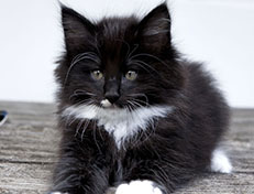 Wildfee's Norwegische Waldkatzen Wildfee's Warhol - 8 Wochen alt