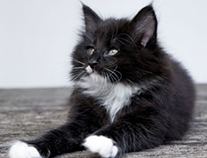 Wildfee's Norwegische Waldkatzen Wildfee's Warhol - 8 Wochen alt