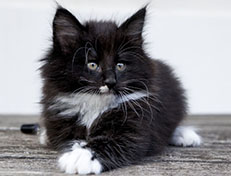 Wildfee's Norwegische Waldkatzen Wildfee's Warhol - 8 Wochen alt