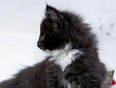 Wildfee's Norwegische Waldkatzen Wildfee's Warhol - 8 Wochen alt