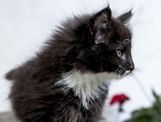 Wildfee's Norwegische Waldkatzen Wildfee's Warhol - 8 Wochen alt