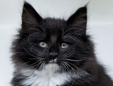 Wildfee's Norwegische Waldkatzen Wildfee's Warin - 8 Wochen alt