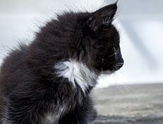 Wildfee's Norwegische Waldkatzen Wildfee's Warin - 8 Wochen alt