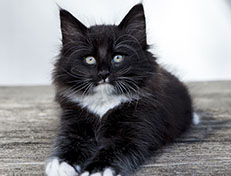 Wildfee's Norwegische Waldkatzen Wildfee's Warin - 8 Wochen alt