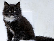 Wildfee's Norwegische Waldkatzen Wildfee's Warin - 8 Wochen alt