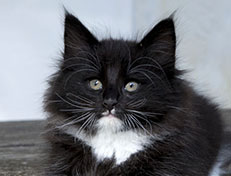 Wildfee's Norwegische Waldkatzen Wildfee's Warin - 8 Wochen alt