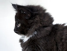 Wildfee's Norwegische Waldkatzen Wildfee's Warin - 8 Wochen alt