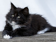 Wildfee's Norwegische Waldkatzen Wildfee's Warin - 8 Wochen alt