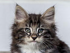 Wildfee's Norwegische Waldkatzen Wildfee's Wesley - 8 Wochen alt