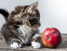 Wildfee's Norwegische Waldkatzen Wildfee's Wesley - 8 Wochen alt