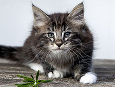 Wildfee's Norwegische Waldkatzen Wildfee's Wesley - 8 Wochen alt