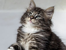 Wildfee's Norwegische Waldkatzen Wildfee's Wesley - 8 Wochen alt