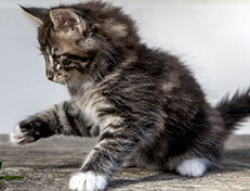 Wildfee's Norwegische Waldkatzen Wildfee's Wesley - 8 Wochen alt