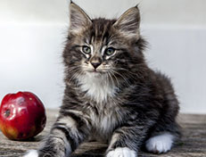 Wildfee's Norwegische Waldkatzen Wildfee's Wesley - 8 Wochen alt