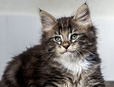 Wildfee's Norwegische Waldkatzen Wildfee's Wesley - 8 Wochen alt