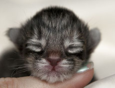 Wildfee's Norwegische Waldkatzen Wildfee's Xinnie - 1 Tag alt