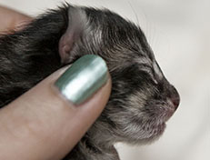 Wildfee's Norwegische Waldkatzen Wildfee's Xinnie - 1 Tag alt