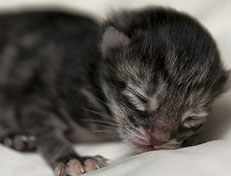 Wildfee's Norwegische Waldkatzen Wildfee's Xinnie - 1 Tag alt