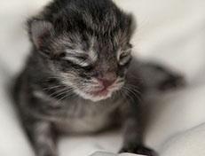 Wildfee's Norwegische Waldkatzen Wildfee's Xinnie - 1 Tag alt